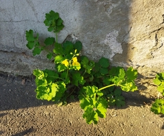 Chelidonium majus