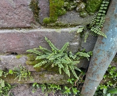 Asplenium trichomanes