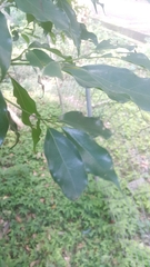 Cinnamomum micranthum