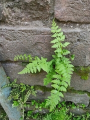 Polypodiopsida