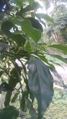 Cinnamomum micranthum