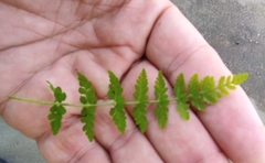 Polypodiopsida
