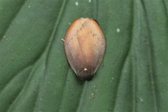 Macaduma