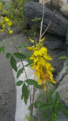 Crotalaria trichotoma
