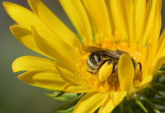 Lasioglossum sisymbrii