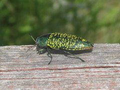 Buprestis confluenta