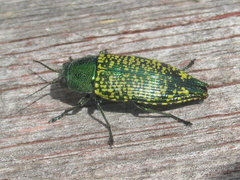 Buprestis confluenta