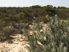 Leucospermum rodolentum