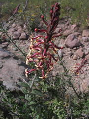 Mulguraea arequipensis