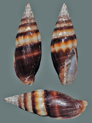 Protoelongata heleneae