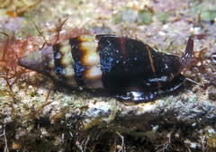 Protoelongata heleneae