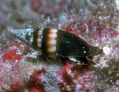 Protoelongata heleneae