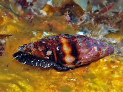 Protoelongata heleneae