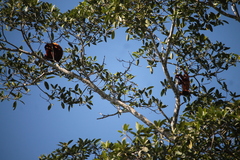 Alouatta sara
