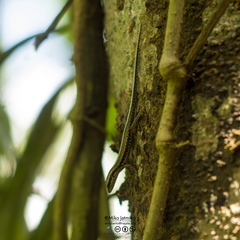 Sphenomorphus sanctus