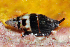 Protoelongata heleneae