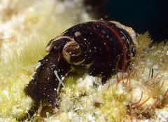 Protoelongata heleneae