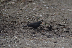 Turdus merula