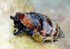 Protoelongata heleneae