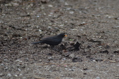 Turdus merula