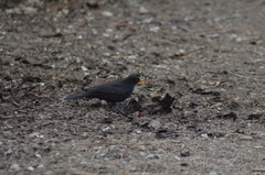 Turdus merula