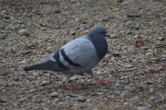 Columba livia domestica