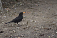 Turdus merula