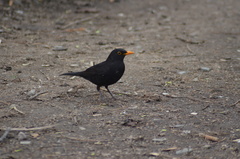 Turdus merula