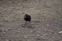 Turdus merula