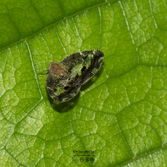 Ricanoptera fenestrata