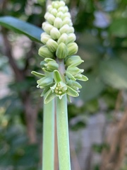 Drimiopsis maculata