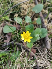 Ficaria verna