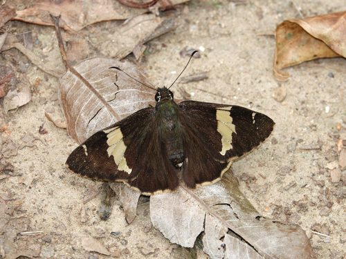Marbled Flat