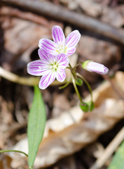 Claytonia caroliniana