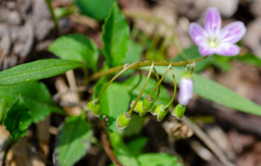 Claytonia caroliniana