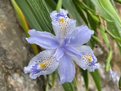 Iris formosana