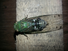 Orientopsaltria