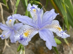 Iris formosana