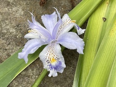 Iris formosana