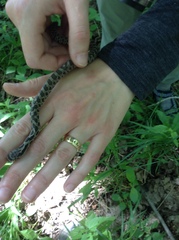 Pantherophis ramspotti