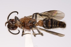 Photomorphus impar