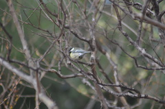 Parus major