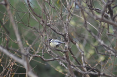 Parus major