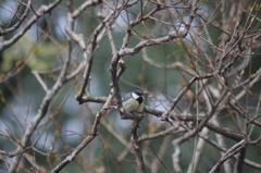 Parus major