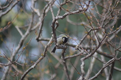 Parus major