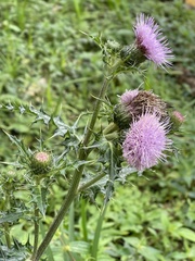 Cirsium japonicum