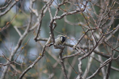 Parus major