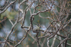 Parus major