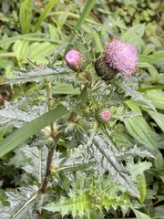 Cirsium japonicum