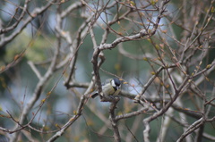 Parus major